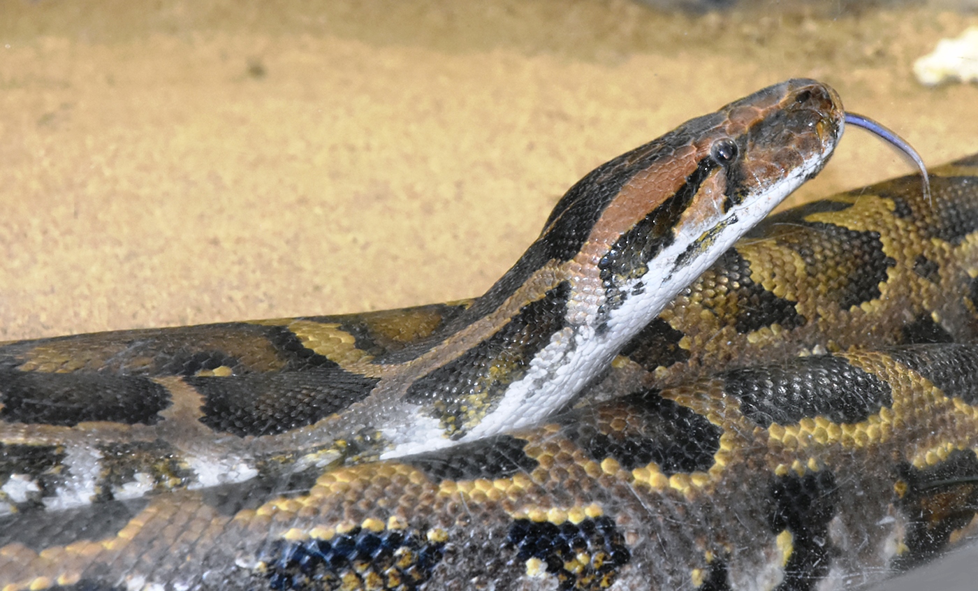 Indian Rock Python | Drupal